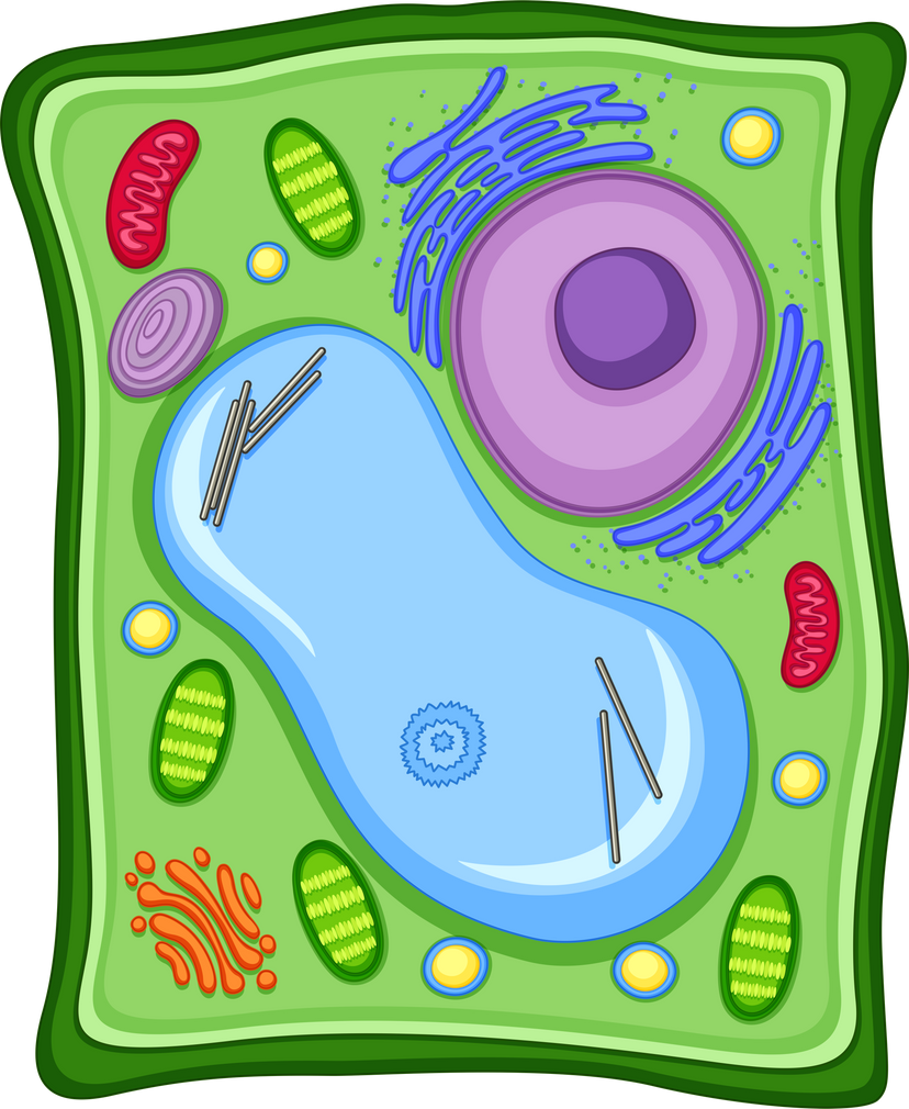 Plant Cell with Cell Membrane